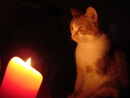 Von Katzen und Kerzen