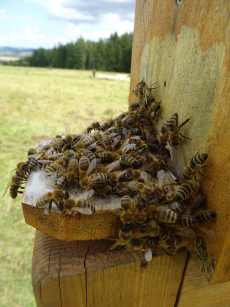 Wertungszahlen, so flüchtig wie ein Schwarm Bienen im Sommerwind